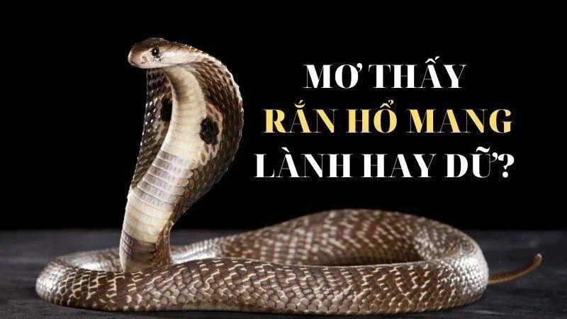 Nằm Mơ Thấy Rắn Hổ Mang Trong Xổ Số - Điềm Báo Gì? 5 Ý nghĩa của Nằm Mơ Thấy Rắn Hổ Mang trong xổ số
