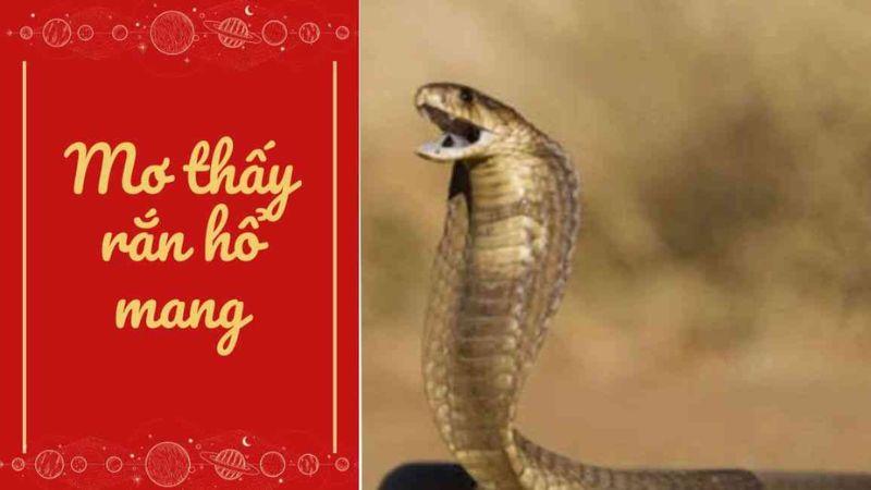 Nằm Mơ Thấy Rắn Hổ Mang Trong Xổ Số - Điềm Báo Gì? 6 Giải mã giấc mơ thấy rắn hổ mang