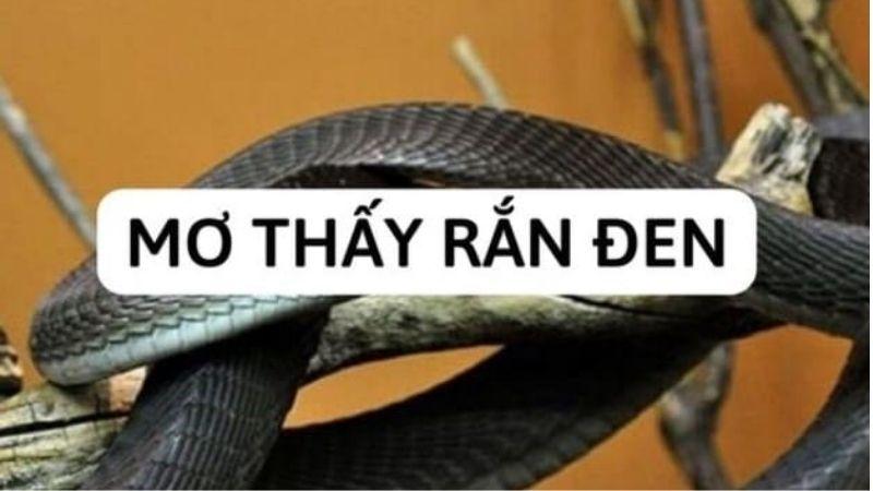 Chuyên Gia Giải Đáp: Nằm Mơ Thấy Rắn Đen Đánh Con Gì Trong Xổ Số? 5 Giới thiệu về Nằm Mơ Thấy Rắn Đen