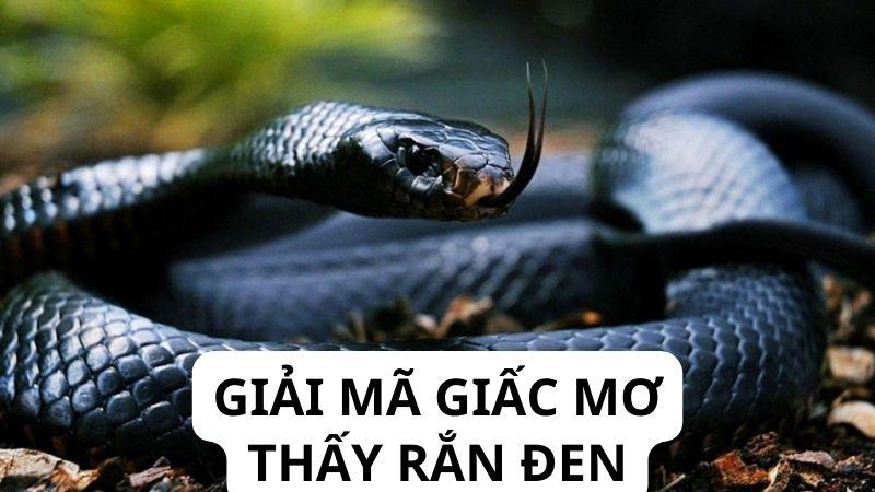 Chuyên Gia Giải Đáp: Nằm Mơ Thấy Rắn Đen Đánh Con Gì Trong Xổ Số? 6 Giải mã giấc mơ thấy rắn đen