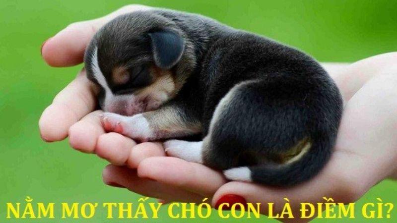 Nằm mơ thấy chó con trong xổ số là điềm báo con số gì?