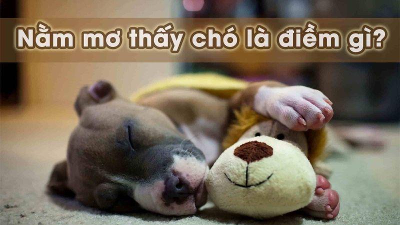 Ý nghĩa giấc mơ thấy chó con liên quan gì đến xổ số