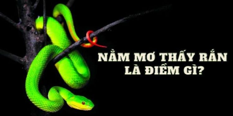 Nằm Mơ Thấy Rắn Cắn Trong Xổ Số: Đánh Con Số Nào? 4 image 23