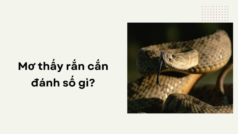 Nằm Mơ Thấy Rắn Cắn Đánh Số Gì: Chia Sẻ Từ Chuyên Gia? 7 Mơ thấy rắn cắn đánh con gì