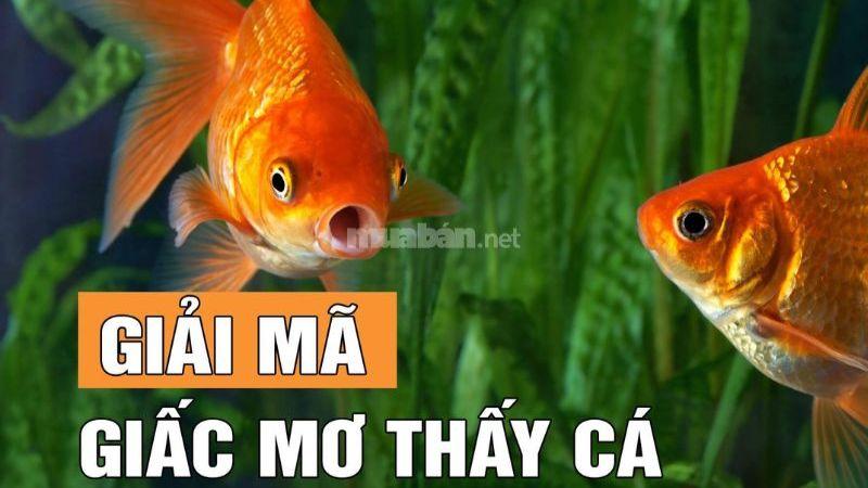 Nằm mơ thấy cá trong xổ số: Ý nghĩa và dự đoán số liệu may mắn 5 Giới thiệu về việc Nằm Mơ Thấy Cá