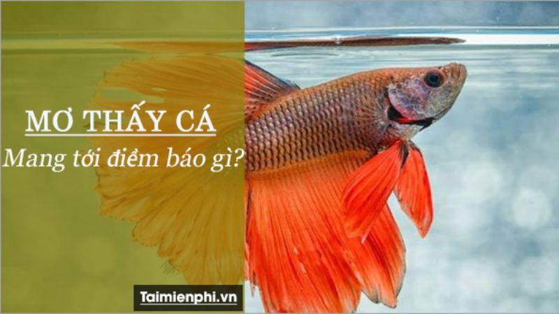 Nằm mơ thấy cá trong xổ số: Ý nghĩa và dự đoán số liệu may mắn 6 Ý nghĩa của việc Nằm Mơ Thấy Cá