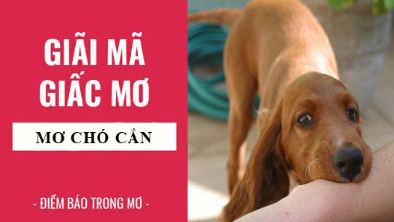 Giải mã và ý nghĩa giấc mơ chó cắn