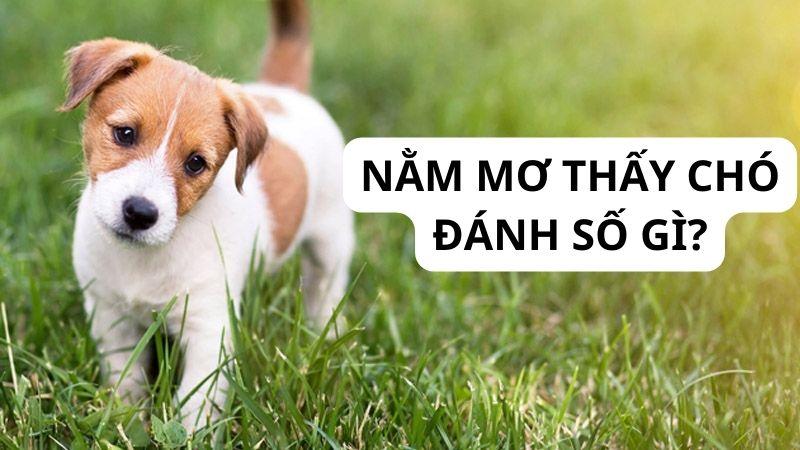 Nằm mơ thấy chó: Ý nghĩa và tình huống may mắn 7 Cách xử lý và con số khi Nằm Mơ Thấy Chó