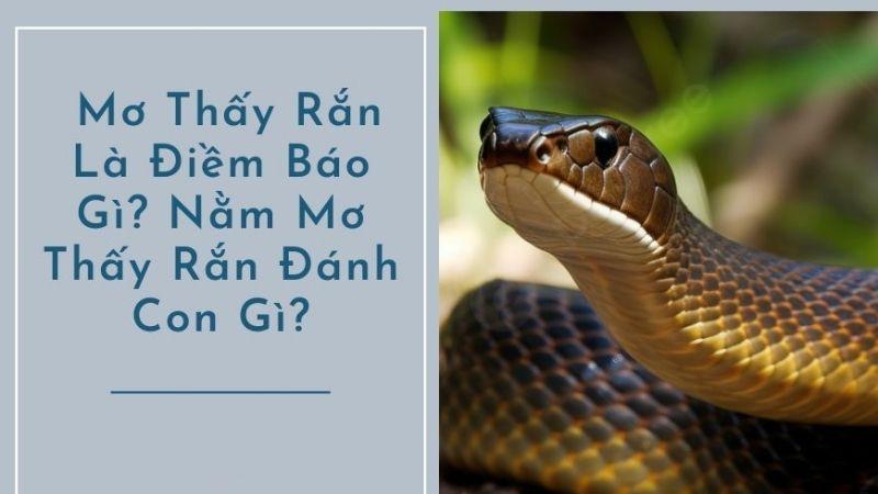 Ý nghĩa của việc Nằm Mơ Thấy Rắn Đánh Con Gì