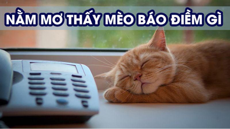 Nằm mơ thấy mèo trong xổ số: Giải mã giấc mơ và dự đoán số may mắn 6 Nằm mơ thấy mèo báo điềm gì có liên quan gì với các con số may mắn