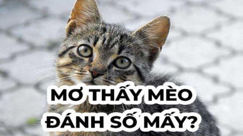 Nằm mơ thấy mèo trong xổ số: Giải mã giấc mơ và dự đoán số may mắn 7 Nằm mơ thấy mèo là một hiện tượng phổ biến có nhiều ý nghĩa tâm linh và tâm lý